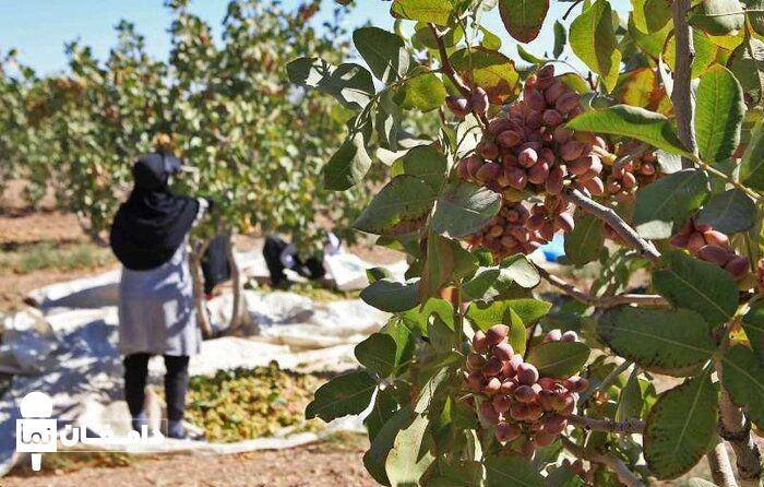 مدیر جهاد کشاورزی دامغان خبر داد:   افزایش ۱۰۰ درصدی تولید پسته دامغان در ۴ سال آینده